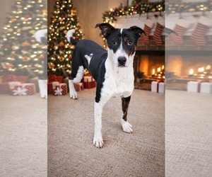 American Staffordshire Terrier-Border Collie Mix Dogs for adoption in Blacksburg, SC, USA