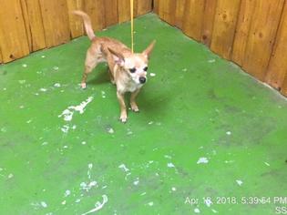 Chihuahua Dogs for adoption in Ocala, FL, USA