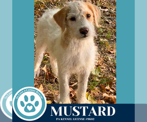 Mutt Dogs for adoption in Kimberton, PA, USA