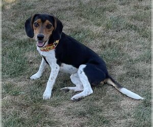 Beagle-Unknown Mix Dogs for adoption in Dahlgren, VA, USA