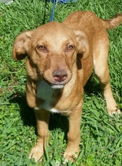 Medium Photo #13 Golden Retriever-Unknown Mix Puppy For Sale in Missouri City, TX, USA