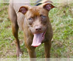 American Staffordshire Terrier-Unknown Mix Dogs for adoption in Tallahassee, FL, USA