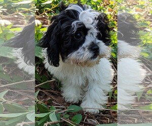 Zuchon Dogs for adoption in Cumming, GA, USA