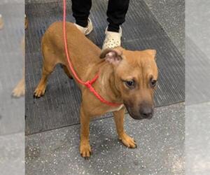 Black Mouth Cur Dogs for adoption in Peoria, IL, USA