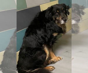 Mutt Dogs for adoption in San Diego, CA, USA