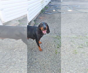 Black and Tan Coonhound Dogs for adoption in Aurora, IN, USA