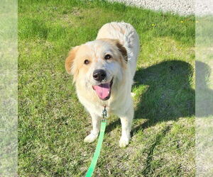 Great Pyrenees-Unknown Mix Dogs for adoption in Plymouth, MN, USA