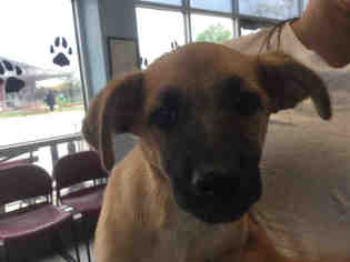 Medium Photo #1 American Staffordshire Terrier-Cardigan Welsh Corgi Mix Puppy For Sale in San Antonio, TX, USA