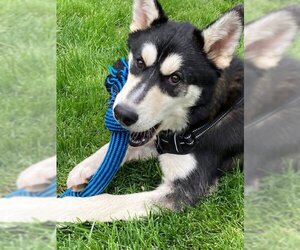 Huskies -Unknown Mix Dogs for adoption in Elgin, IL, USA