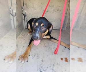 Catahoula Leopard Dog-Rottweiler Mix Dogs for adoption in St. Cloud, FL, USA