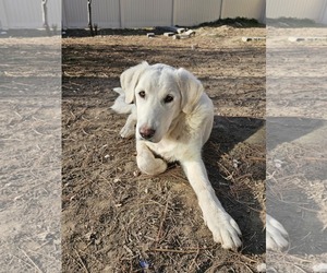 Akbash-Unknown Mix Dogs for adoption in MIDWAY, UT, USA