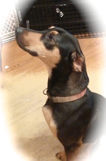 Greyhound Dogs for adoption in Mishawaka, IN, USA