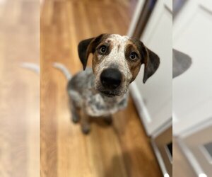 Catahoula Leopard Dog-Unknown Mix Dogs for adoption in Boston, MA, USA
