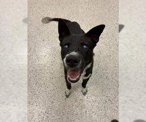 Border Collie-Unknown Mix Dogs for adoption in Brighton, CO, USA