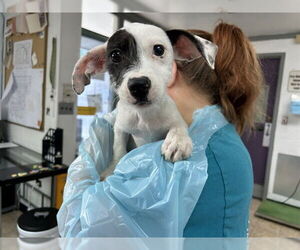 Mutt Dogs for adoption in Raleigh, NC, USA
