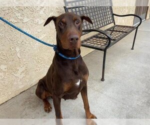 Doberman Pinscher Dogs for adoption in Camarillo, CA, USA