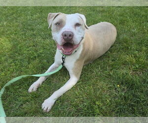 American Pit Bull Terrier-Unknown Mix Dogs for adoption in Millersville, MD, USA