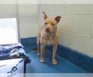 American Staffordshire Terrier Dogs for adoption in Pearland, TX, USA