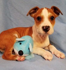 American Bulldog-Unknown Mix Dogs for adoption in Newark, DE, USA
