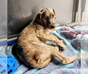 Border Terrier Dogs for adoption in Camarillo, CA, USA