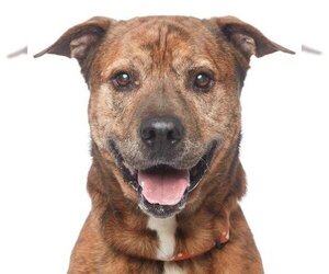 Mutt Dogs for adoption in Los Angeles, CA, USA