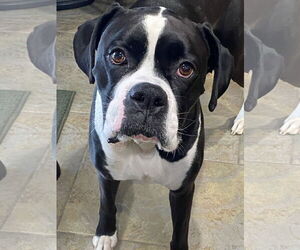 Boxer Dogs for adoption in Woodbury, MN, USA