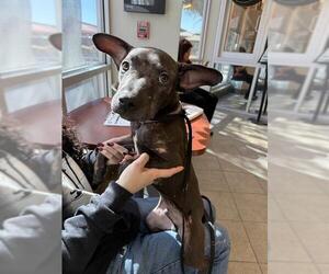 Labrador Retriever-Unknown Mix Dogs for adoption in San Antonio, TX, USA