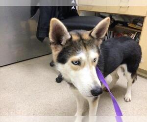 Siberian Husky Dogs for adoption in Riverside, CA, USA