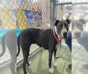 American Pit Bull Terrier Dogs for adoption in Camarillo, CA, USA