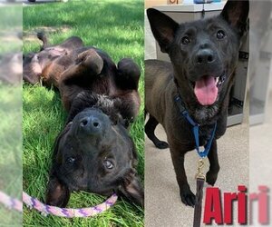 American Pit Bull Terrier-German Shepherd Dog Mix Dogs for adoption in Saginaw, MI, USA
