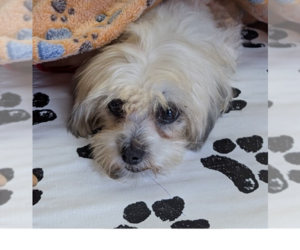 Shih Tzu Dogs for adoption in Caldwell, NJ, USA