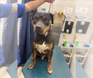 Rottweiler-Unknown Mix Dogs for adoption in Mobile, AL, USA