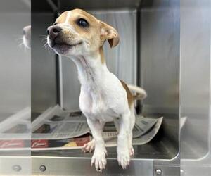 Mutt Dogs for adoption in San Antonio, TX, USA