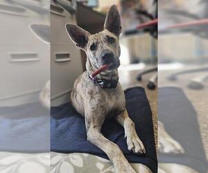 Carolina Dog-Unknown Mix Dogs for adoption in Frisco, CO, USA