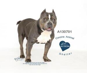American Pit Bull Terrier Dogs for adoption in Corona, CA, USA