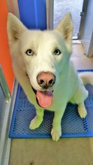 Siberian Husky Dogs for adoption in Edmond, OK, USA