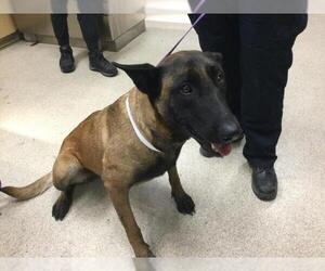 Mutt Dogs for adoption in Riverside, CA, USA