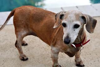 Australian Kelpie Dogs for adoption in Franklin, TN, USA