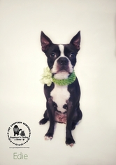 Boston Terrier Dogs for adoption in Kenner, LA, USA