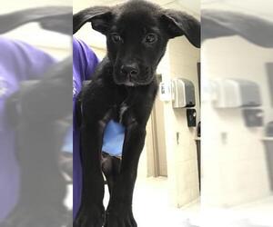 Labrador Retriever-Unknown Mix Dogs for adoption in Conroe, TX, USA