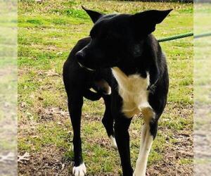 Australian Kelpie Dogs for adoption in Denison, TX, USA