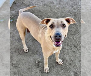 Labrador Retriever-Unknown Mix Dogs for adoption in Bakersfield, CA, USA