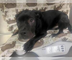 Labrador Retriever-Unknown Mix Dogs for adoption in HESPERIA, CA, USA