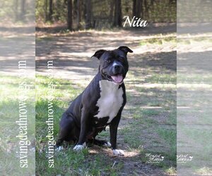 American Pit Bull Terrier-Unknown Mix Dogs for adoption in Topeka, KS, USA