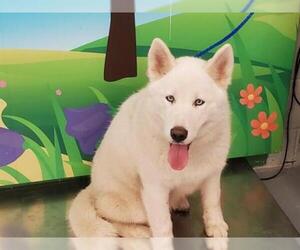 Samoyed Dogs for adoption in Waco, TX, USA