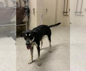 Black and Tan Coonhound-German Shepherd Dog Mix Dogs for adoption in Conroe, TX, USA