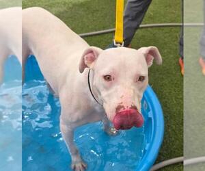 American Pit Bull Terrier-Unknown Mix Dogs for adoption in Las Vegas, NV, USA