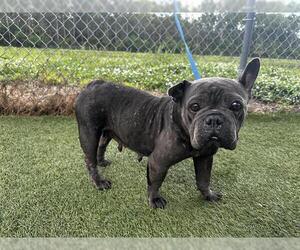French Bulldog Dogs for adoption in Orlando, FL, USA
