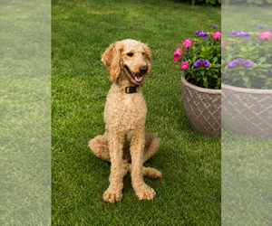 Labradoodle Dogs for adoption in McKinney, TX, USA