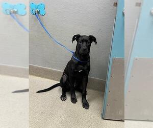 Labrador Retriever-Unknown Mix Dogs for adoption in Las Vegas, NV, USA